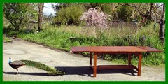 Shown with both leaves inserted, cherry tree in full bloom and a visiting free roaming peacock.